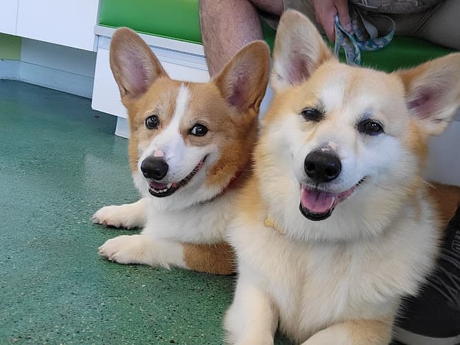 Dog day care center Sandy Paws Animal Clinic Carlsbad