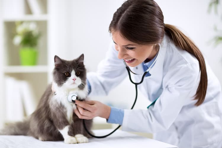 Dog day care center Santa Ana Veterinary Hospital Santa Ana