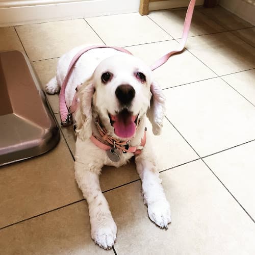Dog day care center Santa Clarita Animal Hospital Santa Clarita
