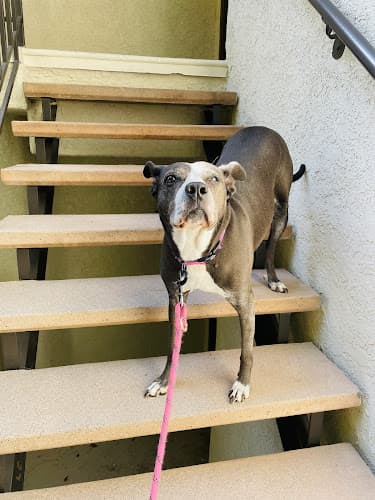 Dog day care center Santa Clarita Animal Urgent Care and Wellness Center Santa Clarita