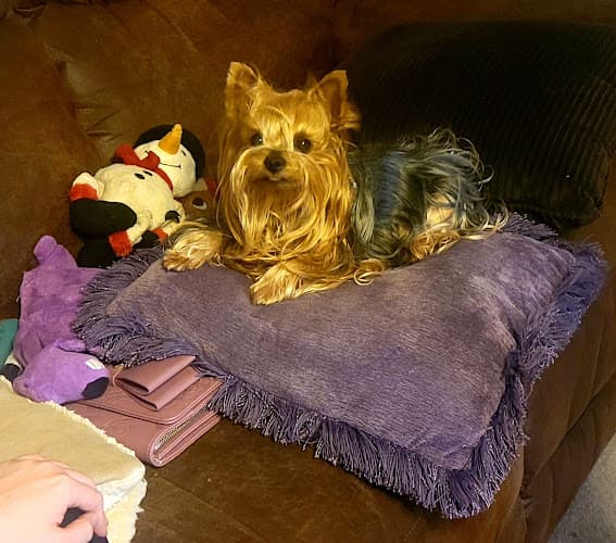 Dog day care center Santa Maria Animal Hospital Santa Maria