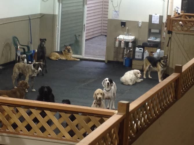 Dog day care center Seattle Canine Club Seattle