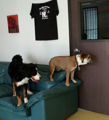 Dog day care center Send Rover On Over Inc Ventura