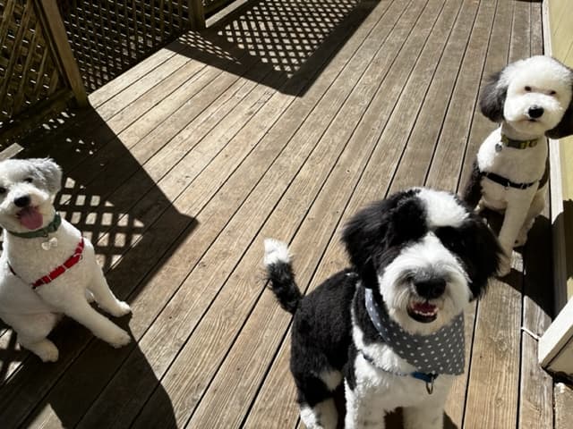 Dog day care center SF Dog Parlour San Francisco