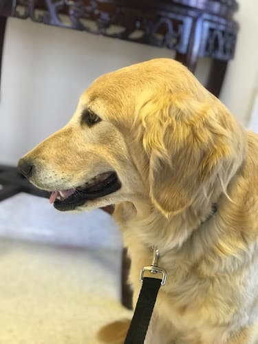 Dog day care center Shadow Mountain Goldens Moreno Valley