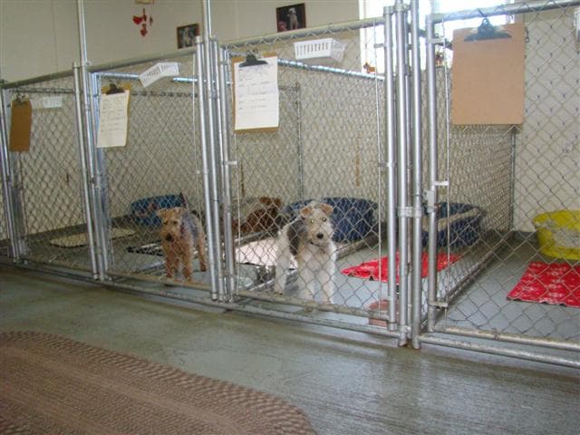 Dog day care center Shaggy Shack Pet Resort Tacoma