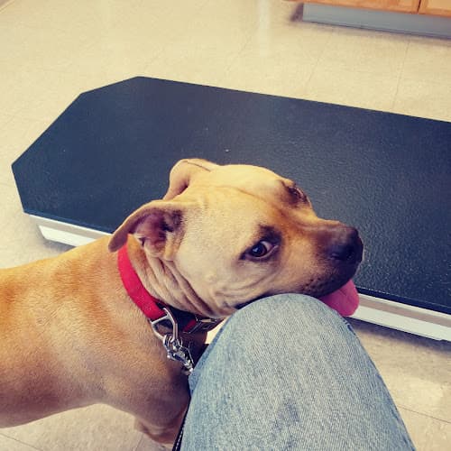 Dog day care center Shield Stone Pet Hospital Fresno