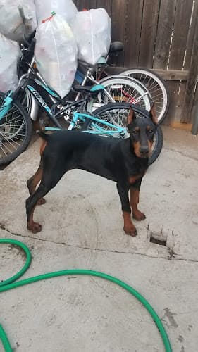 Dog day care center Sierra Animal Hospital San Bernardino