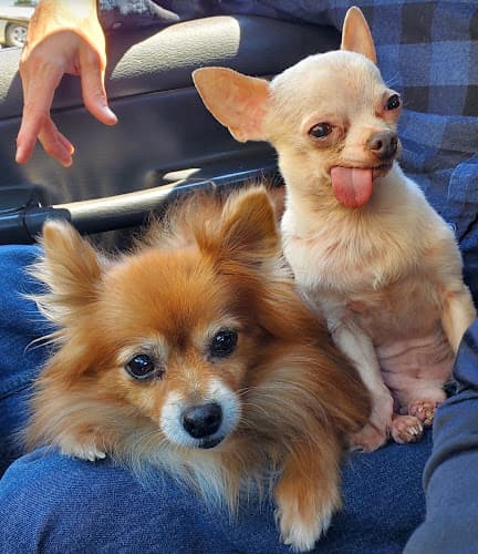 Dog day care center Sierra Veterinary Clinic Santa Clarita