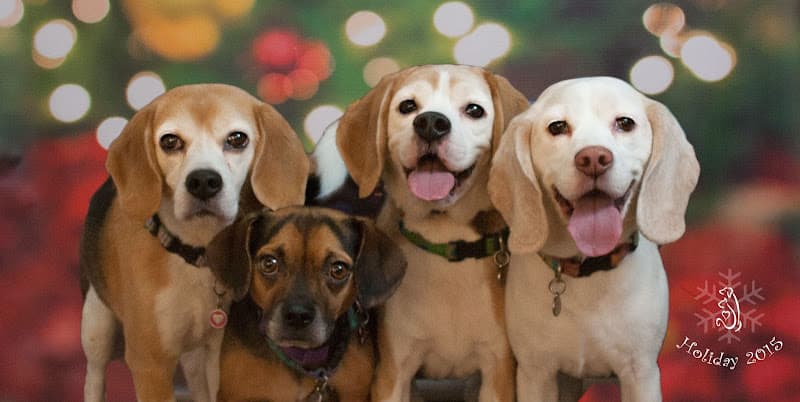 Dog day care center Signature Veterinary Services Carlsbad