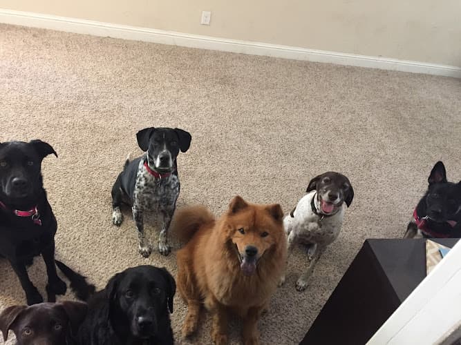 Dog day care center Simba & Friends Sacramento