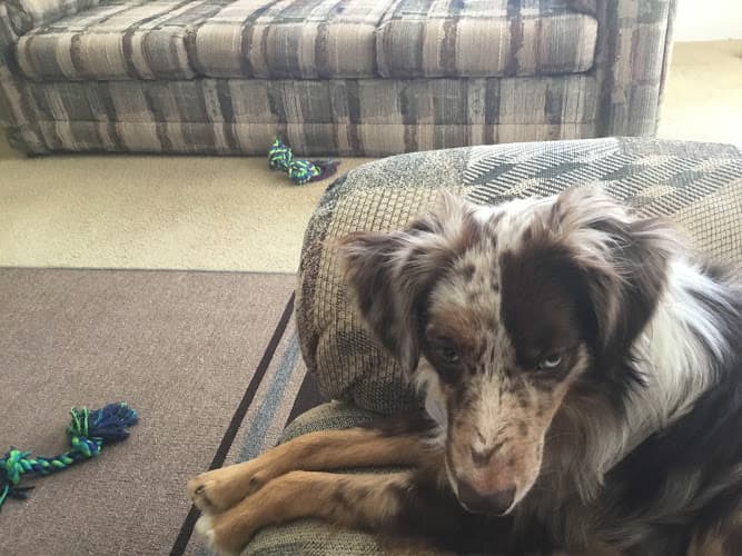 Dog day care center Simi Valley Non-Profit Spay and Neuter Clinic Simi Valley