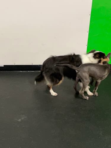 Dog day care center Simi Valley Pet Resort Simi Valley