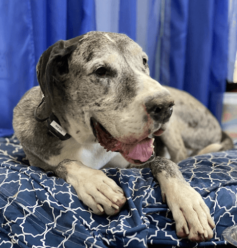 Dog day care center Sit Means Sit Dog Training - Modesto Modesto