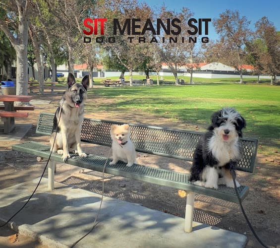 Dog day care center Sit Means Sit Dog Training Rancho Mission Viejo Mission Viejo