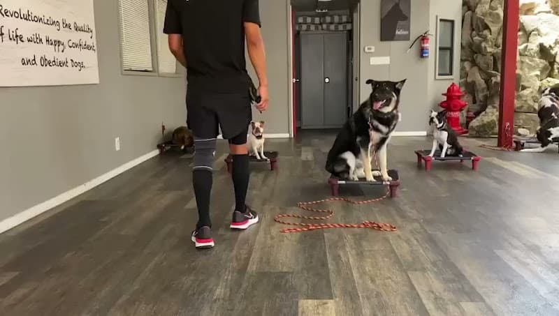 Dog day care center Sit Means Sit Orange County Huntington Beach