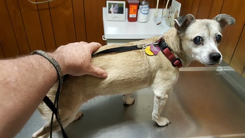 Dog day care center Small Animal Hospital Riverside