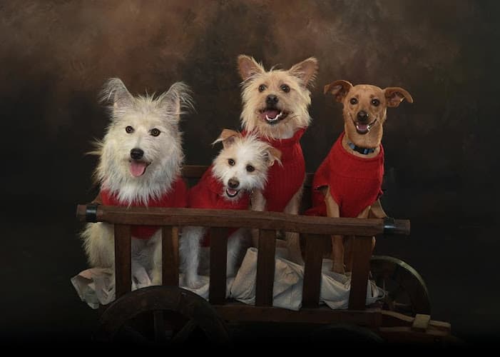 Dog day care center Smith Veterinary Hospital Lancaster