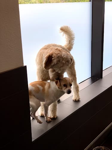 Dog day care center Sniff Dog Hotel Portland