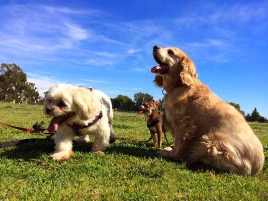 Dog day care center SoBe Happy Dog BnB, Inc Simi Valley