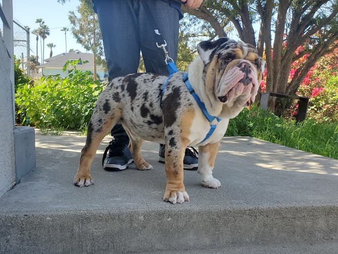 Dog day care center SoCal K9 Clinic Riverside