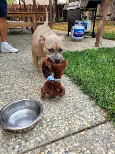 Dog day care center Solano County Animal Care Fairfield