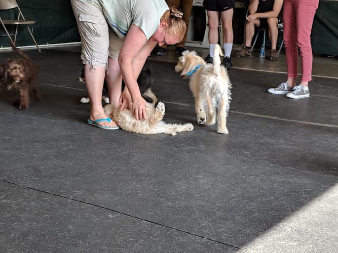 Dog day care center Sound Animals Seattle