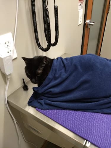 Dog day care center South Bay Animal Hospital + Emergency Santa Clara