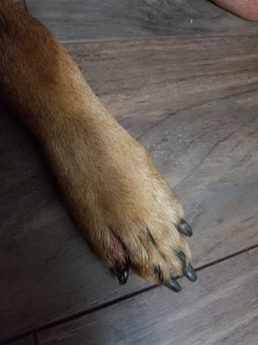 Dog day care center South Hills Animal Hospital West Covina