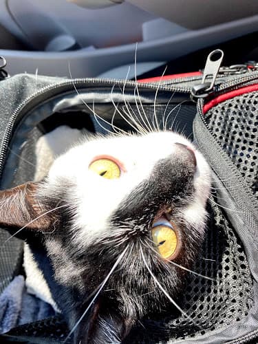 Dog day care center South Hillsdale Animal Hospital San Mateo