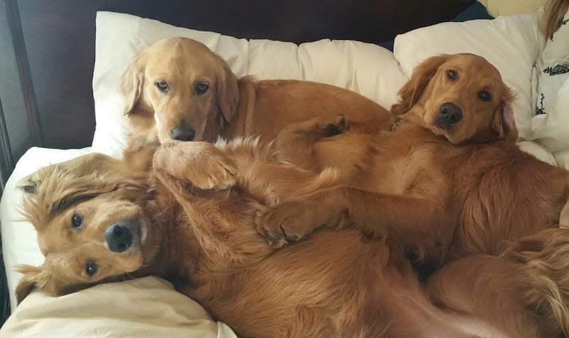 Dog day care center South Orange County Animal Hospital Mission Viejo