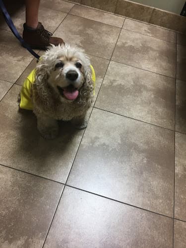 Dog day care center South Temecula Veterinary Hospital Temecula