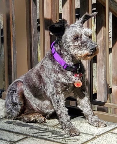 Dog day care center Southside Animal Hospital: Schmidt Karin E DVM Anchorage
