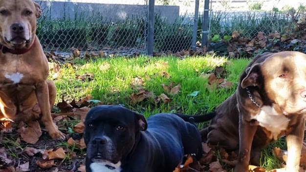 Dog day care center Spaw Fitness Berkeley