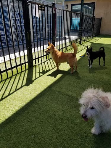 Dog day care center SPCA Bakersfield