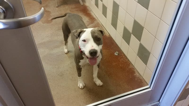 Dog day care center SPCA for Monterey County Veterinary Clinic Salinas