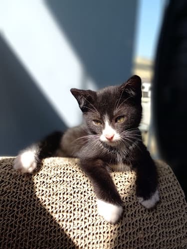 Dog day care center SPCA Haven-Of Solano County Vacaville