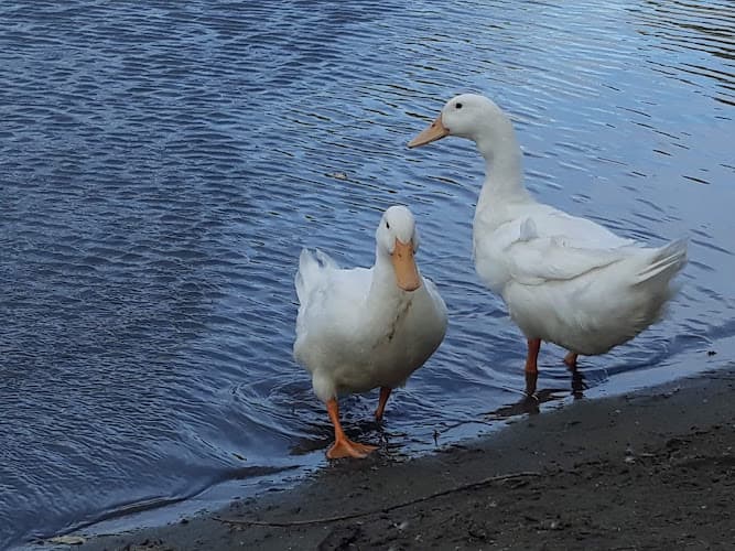 Dog day care center SPCA of Stanislaus Modesto