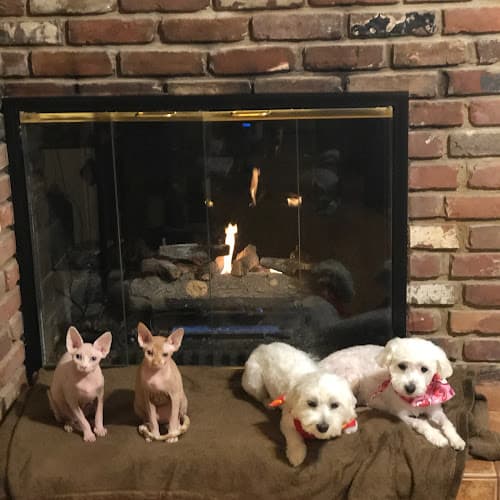 Dog day care center Sphynx cat and bambino' kitten's barebottom sphynx breeder California Murrieta