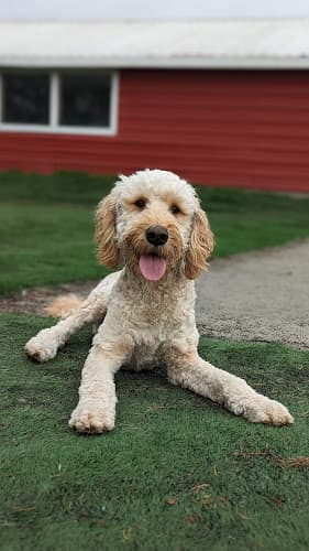 Dog day care center SpoK-9 Valley Pet Center Spokane