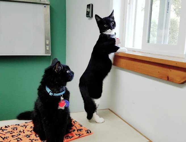 Dog day care center Spokane Cat Clinic Spokane Valley