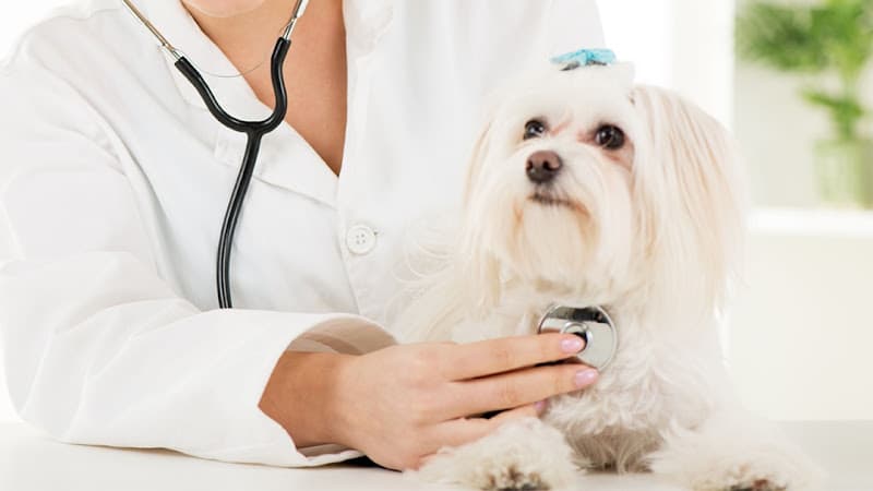 Dog day care center Spokane Valley Animal Hospital & Health Center Spokane Valley