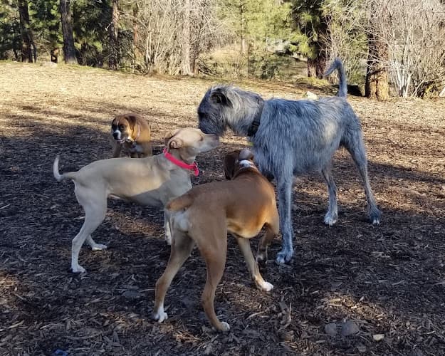 Dog day care center SpokAnimal Dog Park at High Bridge Spokane