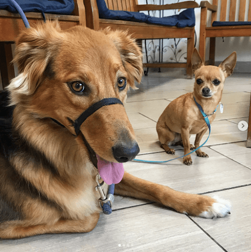 Dog day care center Spring Animal Hospital Long Beach