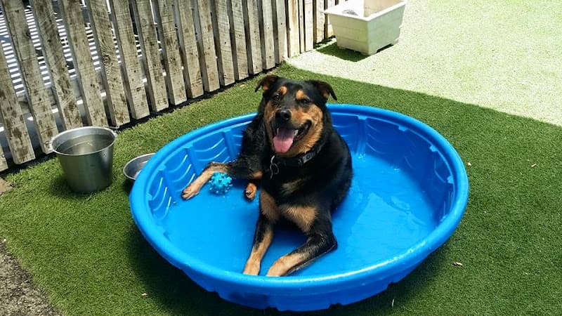 Dog day care center Spring Creek Kennel & Cattery Chula Vista