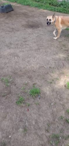 Dog day care center Stacy K While You're Away Pet and Home Services Vacaville