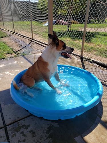 Dog day care center Stanislaus Animal Services Agency Modesto
