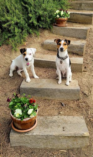 Dog day care center Stay and Play Pet Sitting Temecula