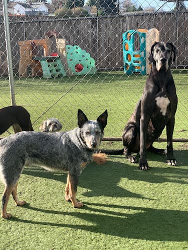 Dog day care center Stay Pet Hotel Portland