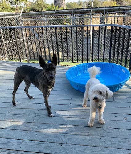 Dog day care center Staycation For Dogs Carlsbad
